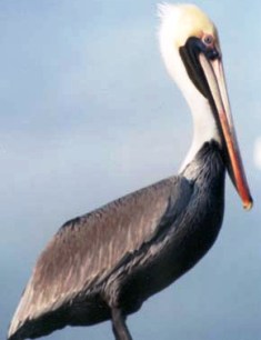 brown pelican bird found along Florida coastlines