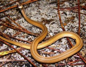 Florida brown snake