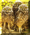 burrowing owls in Florida