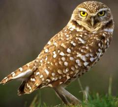 burrowing owl bird in Florida