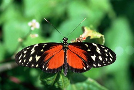 beautiful  florida butterfly in Floridian Nature