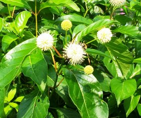 Florida's buttonbush, a butterfly favorite