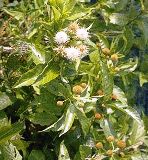 Native Floridian Buttonbush plant