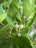 buttonwood tree is native to Florida