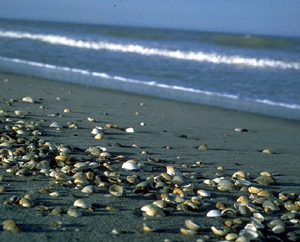 The  Canaveral National Seashore