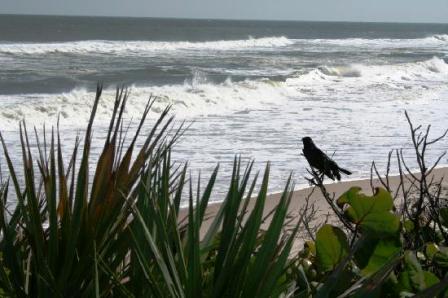 The  Canaveral National Seashore