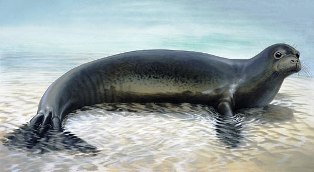 The Caribbean monk seal was formally declared extinct in 1996.