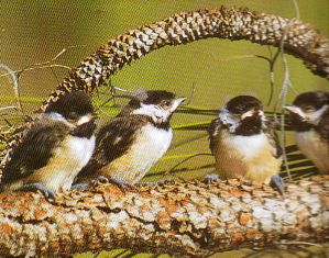 baby carolina chickadee birds in Florida