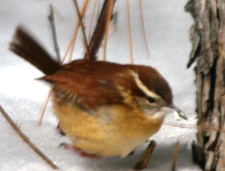 small carolina wren in the snow