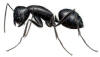 Florida carpenter ant