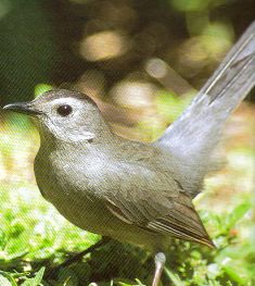 gray catbird in Florida