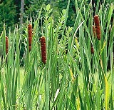 Florida cat-tails growing along florida lakes and streams