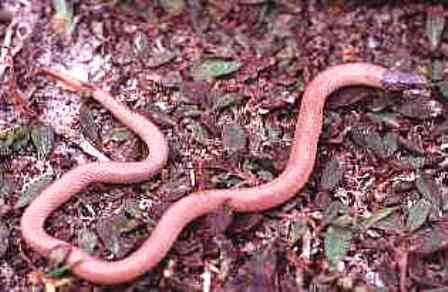 rare central Florida crowned snake