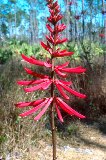 cherokeebean or coral bean, a bush native to Florida