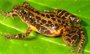 Florida chorus frog