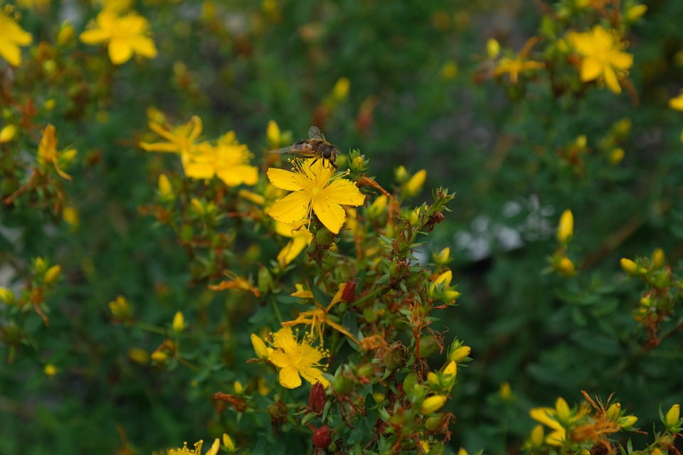 5 petaled coastal plain St. Johns wort flower