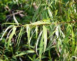 coastal plan willow, a perennial tree in florida