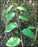 the florida coin vine get small white flowers