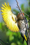 common yellow flicker