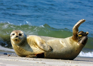 The common seal, also known as the harbor seal, is an agile carnivore with a streamlined body and flipper-like limbs that enable them to swim with great skill.