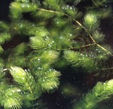 coontail a common site in central florida lakes