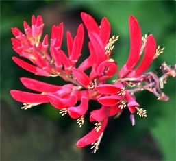 Coral Bean plant, sometimes called cherokee plant a florida native plant that attracts butterflies