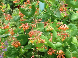 stunning coral honeysuckle growing in Florida