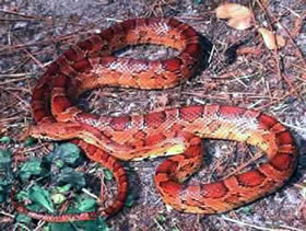 Florida red rat snake or corn snake