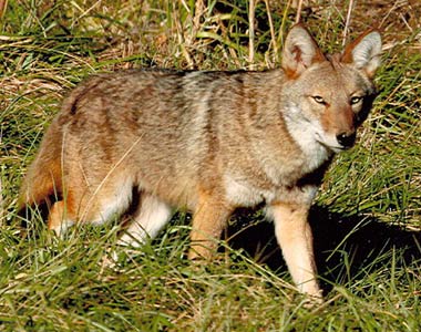 eastern coyote in Florida