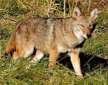 eastern coyote in Florida