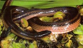 striped crayfish snake