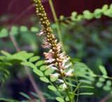 crenulate lead-plant endangered plant in florida