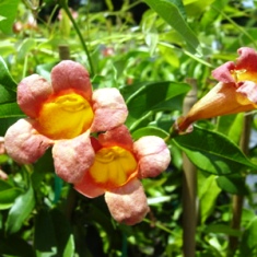 Florida blooming cross vine, a hummingbird favorite