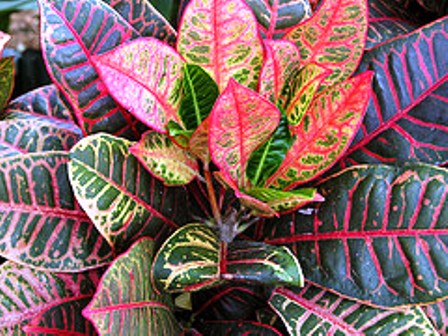 Close up view of the toxic croton plant found in Florida gardens