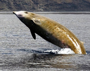 Cuvier's beaked whale, also known as the goosebeak whale, is one of twenty named species of beaked whales.