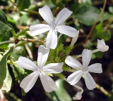 flowering doctorbush found in Texas and Florida areas