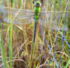 common green dragonfly