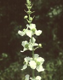 duck potato native plant in Florida