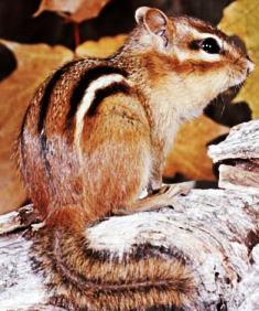 eastern chipmunk found in areas of Florida