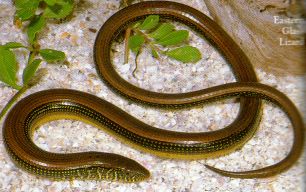 Eastern Glass Lizard in Florida