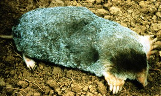 Eastern Moles are small mammals which are rarely seen