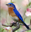 eastern bluebird