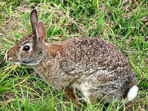 Florida eastern cottontail rabbit 