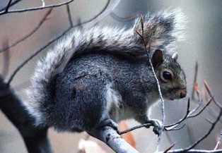 The eastern gray squirrel is found in wooded, suburban, and urban areas everywhere in Florida. 