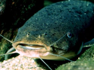 The electris eel is one of Florida's Prohibited Aquatic Fish