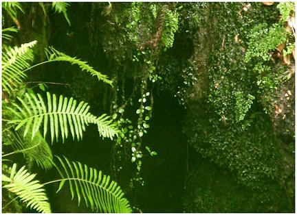 Falling waters state park in Florida has fern covered sink holes