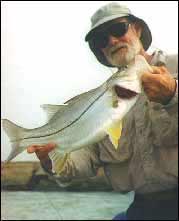 Fat snook often found in Florida mangroves