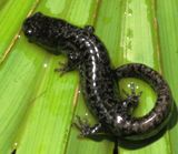 Frosted Flatwoods Salamander