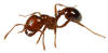 Florida imported red fire ant
