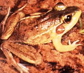 Florida Bog Frog